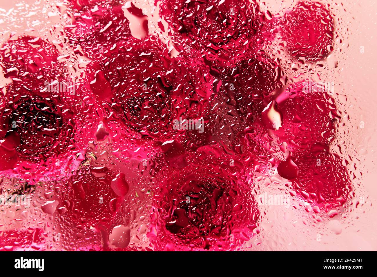 Fiori sotto vetro con gocce d'acqua. Rose rosse su sfondo rosa e motivo di blobs Foto Stock