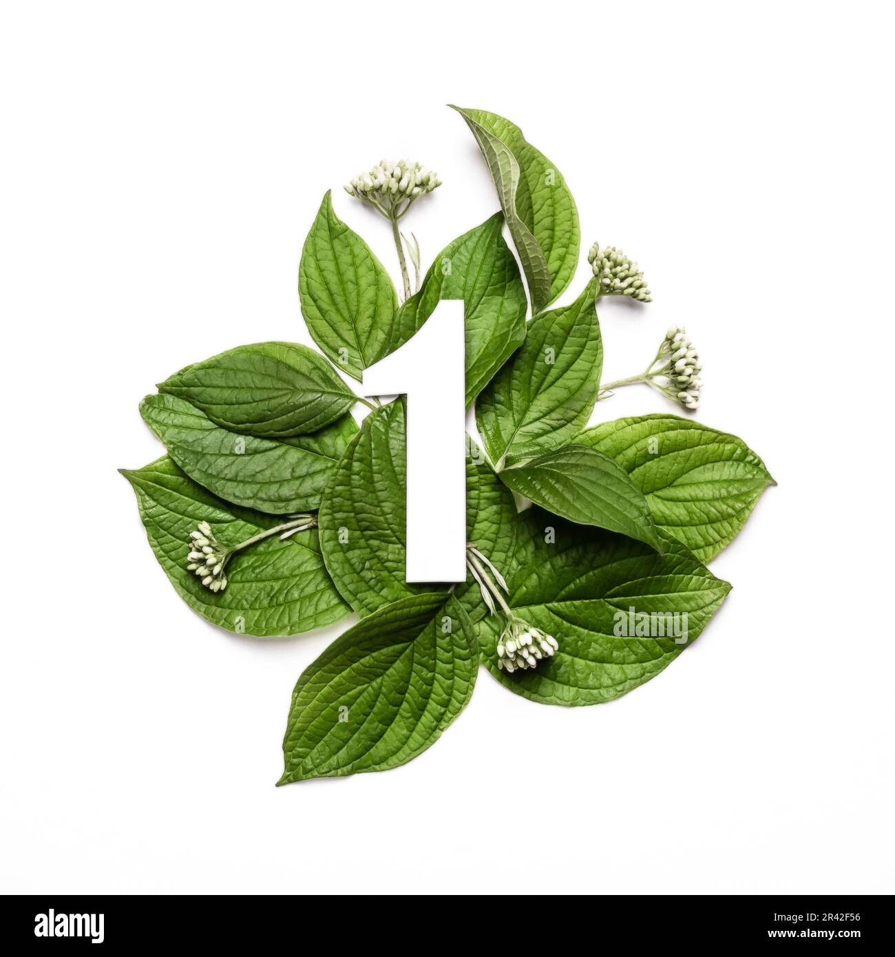 Carta numero uno su sfondo di foglie verdi. Layout creativo minimo con elementi naturali per il tuo design Foto Stock