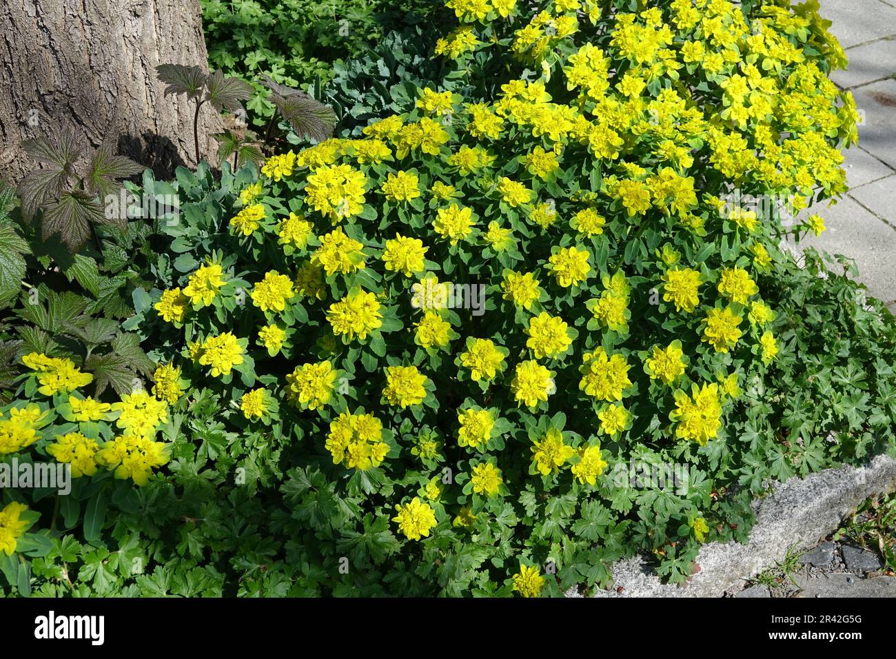 Euphorbia policroma, spurge cuscino Foto Stock