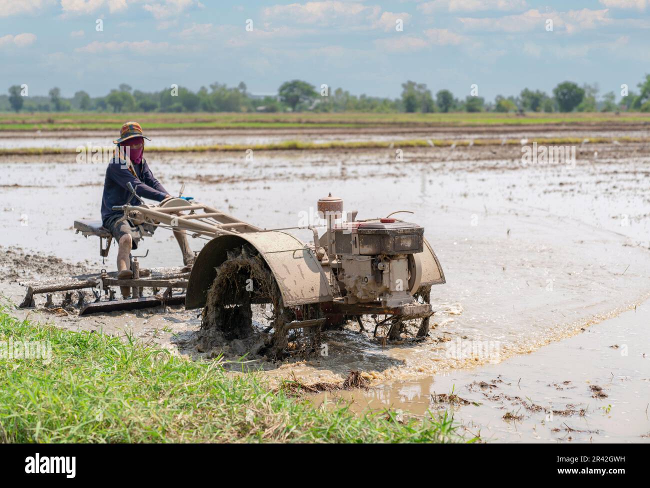 Il coltivatore aratro campo di riso per preparare la stagione di riso di piantatura seguente. Aratura del trattore. Foto Stock