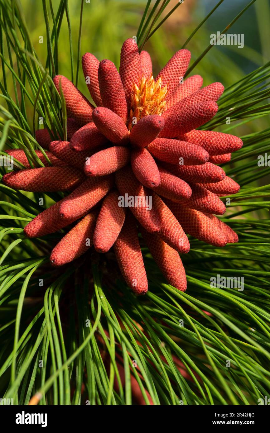 Ponderosa Pine Catkins, Willamette Mission state Park, Oregon Foto Stock