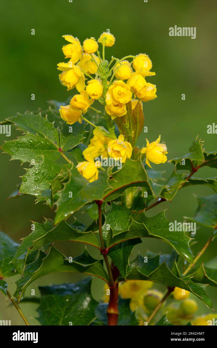 Oregon Grape (Mahonia aquifolium) in fiore, Willamette Mission state Park, Oregon Foto Stock