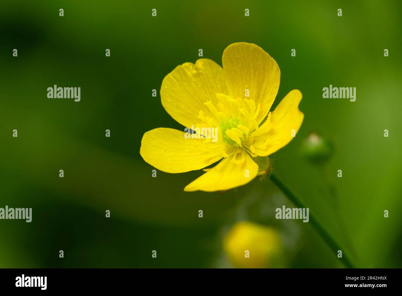 Buttercup, Willamette Mission state Park, Oregon Foto Stock