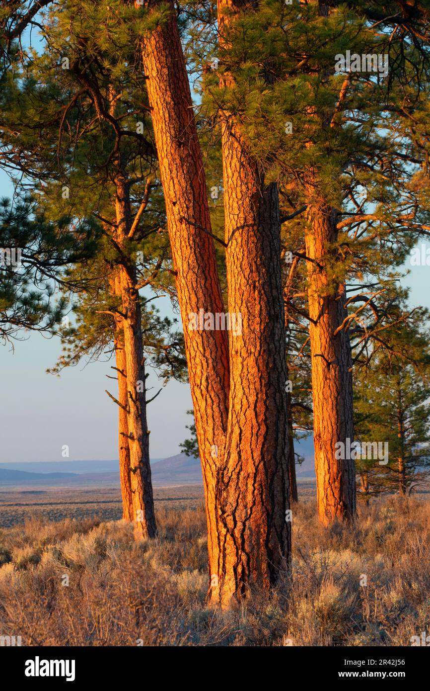 Pino Ponderosa (Pinus ponderosa) a Cabin Lake, Deschutes National Forest, Oregon Foto Stock