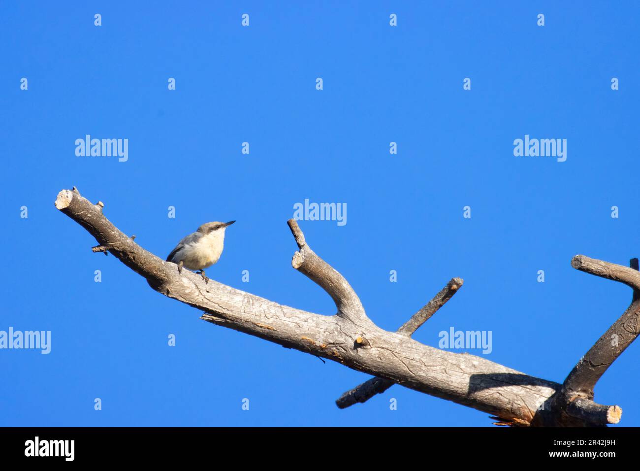 Nuthatch Pygmy (Sitta pygmaea), Blind vista lago Cabin, Deschutes National Forest, Oregon Foto Stock