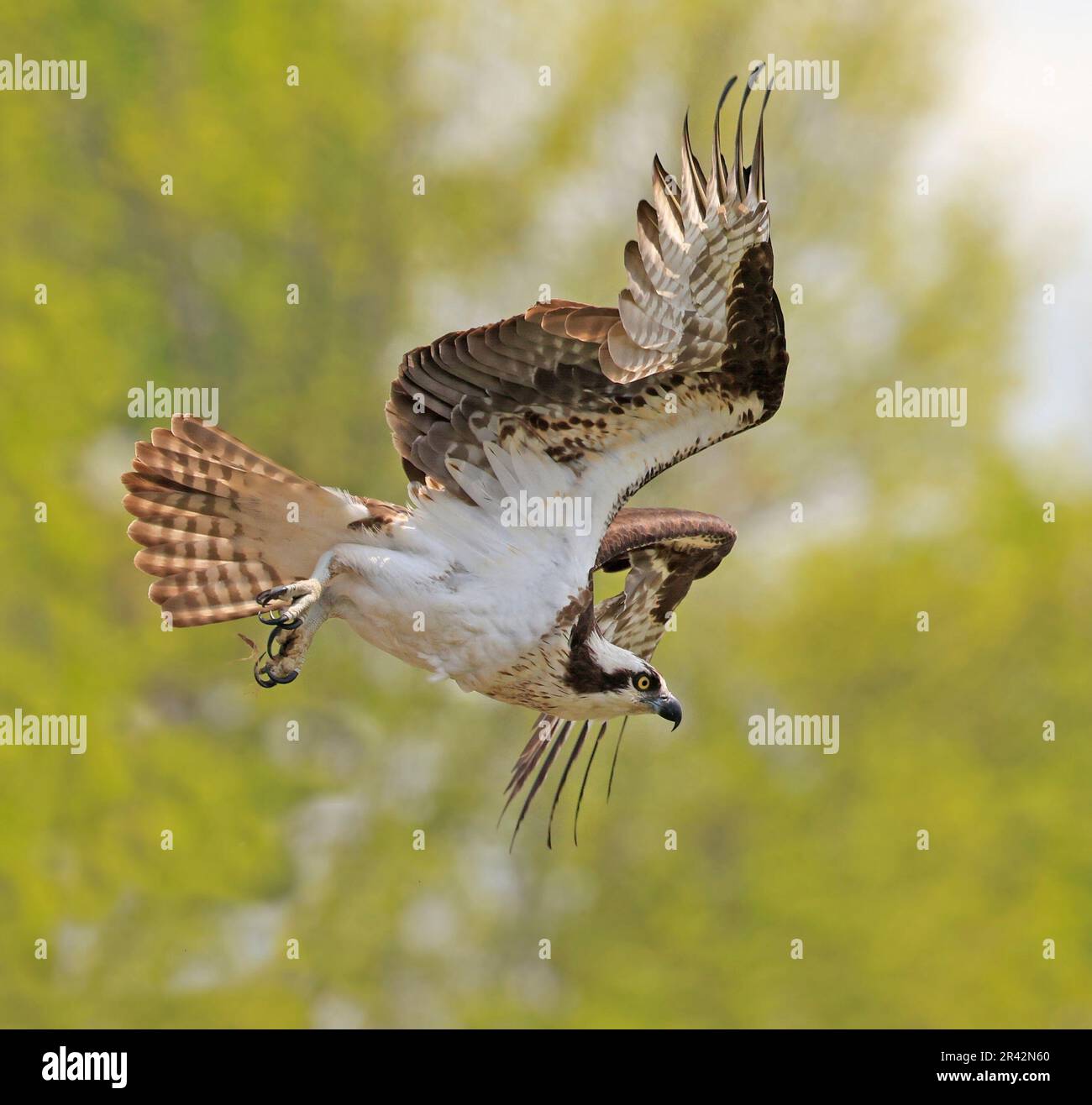 Osprey volare con sfondo verde, Ontario, Canada Foto Stock