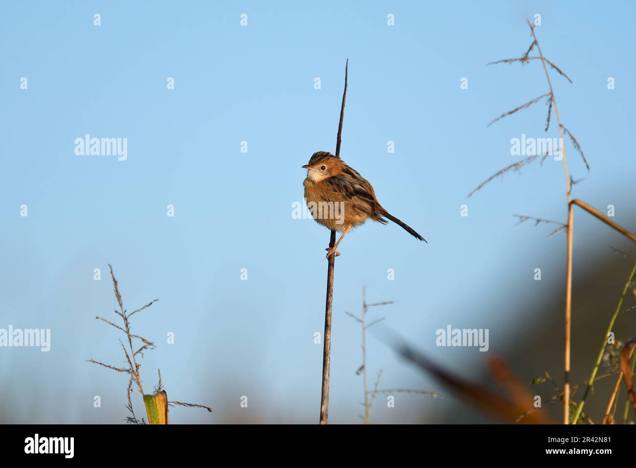 Un maschio australiano non riproduttore, adulto, testa dorata cisticola -cisticola exilis- uccello appollaiato su un fusto di una pianta, alla ricerca di cibo alla luce del sole del mattino Foto Stock