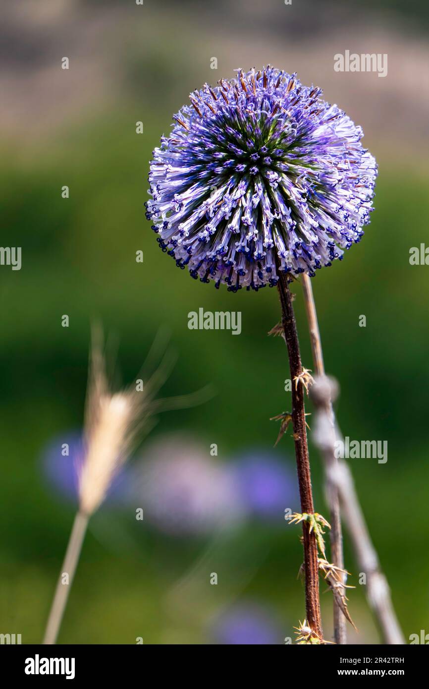 Violetta Fiore di echinops bannaticus globo blu thistle un membro della famiglia di girasole. Messa a fuoco selettiva. Sfondo sfocato Foto Stock