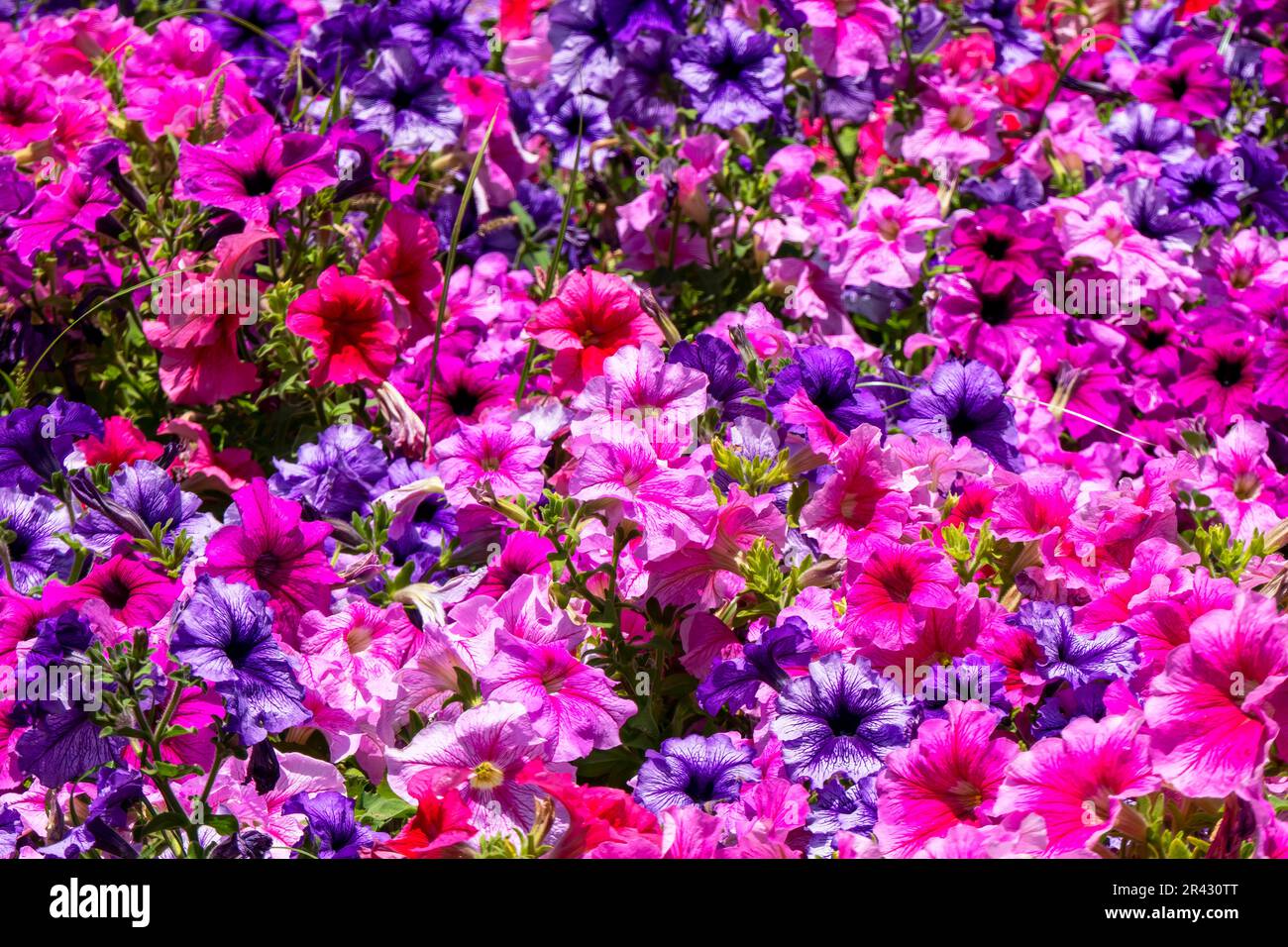 Aiuola di petunia multicolor fioritura pianta alla luce del sole. Piante decorative bianche, rosa, viola, lilla Foto Stock