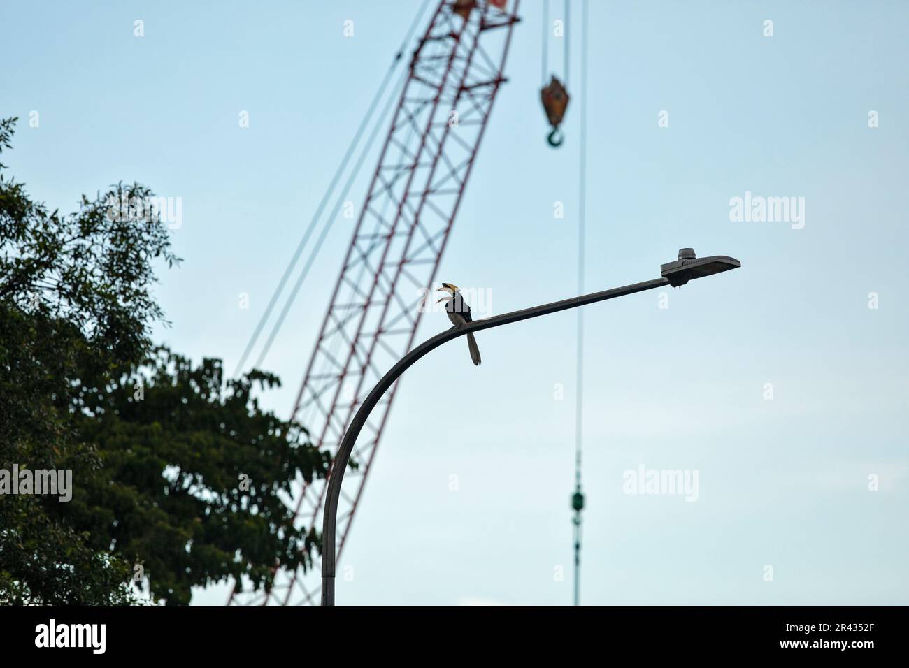 Adulto maschio orientale pied hornbill poggiato su una lampada da strada di fronte a un cantiere pubblico di edilizia residenziale, Singapore Foto Stock