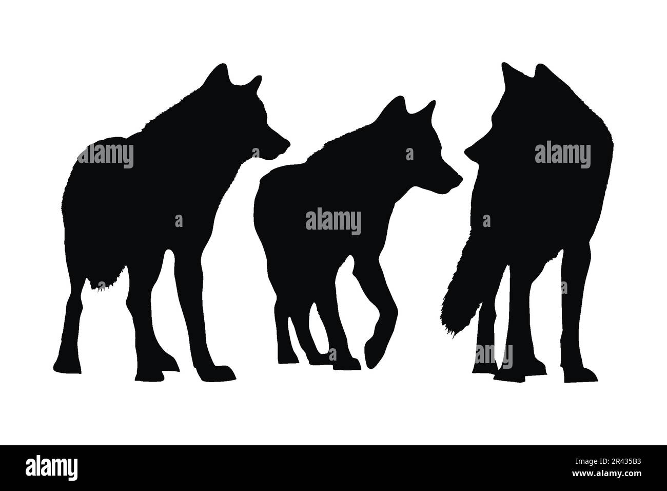 Lupi che camminano in diverse posizioni, silhouette set vettore. Collezione di silhouette di lupo per adulti su sfondo bianco. Animali carnivori selvatici come WO Illustrazione Vettoriale