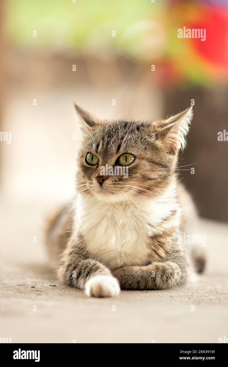 un gatto-mamma domestico dall'occhio verde, a strisce grigie con pelliccia bianca sul petto, si siede tranquillamente sul gradino di accesso e si guarda intorno mentre i suoi cuccioli dormono. Foto Stock