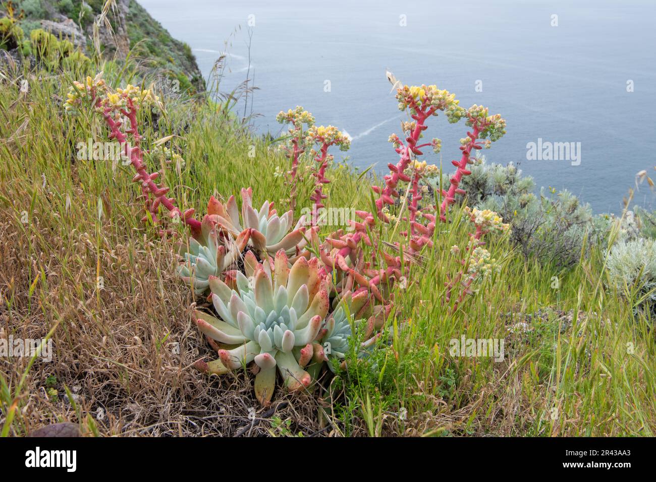La vita di Greene, Dudleya greenei, dall'isola di Santa Cruz nel Parco Nazionale delle Isole del canale, California. Una pianta rara endemica delle isole. Foto Stock