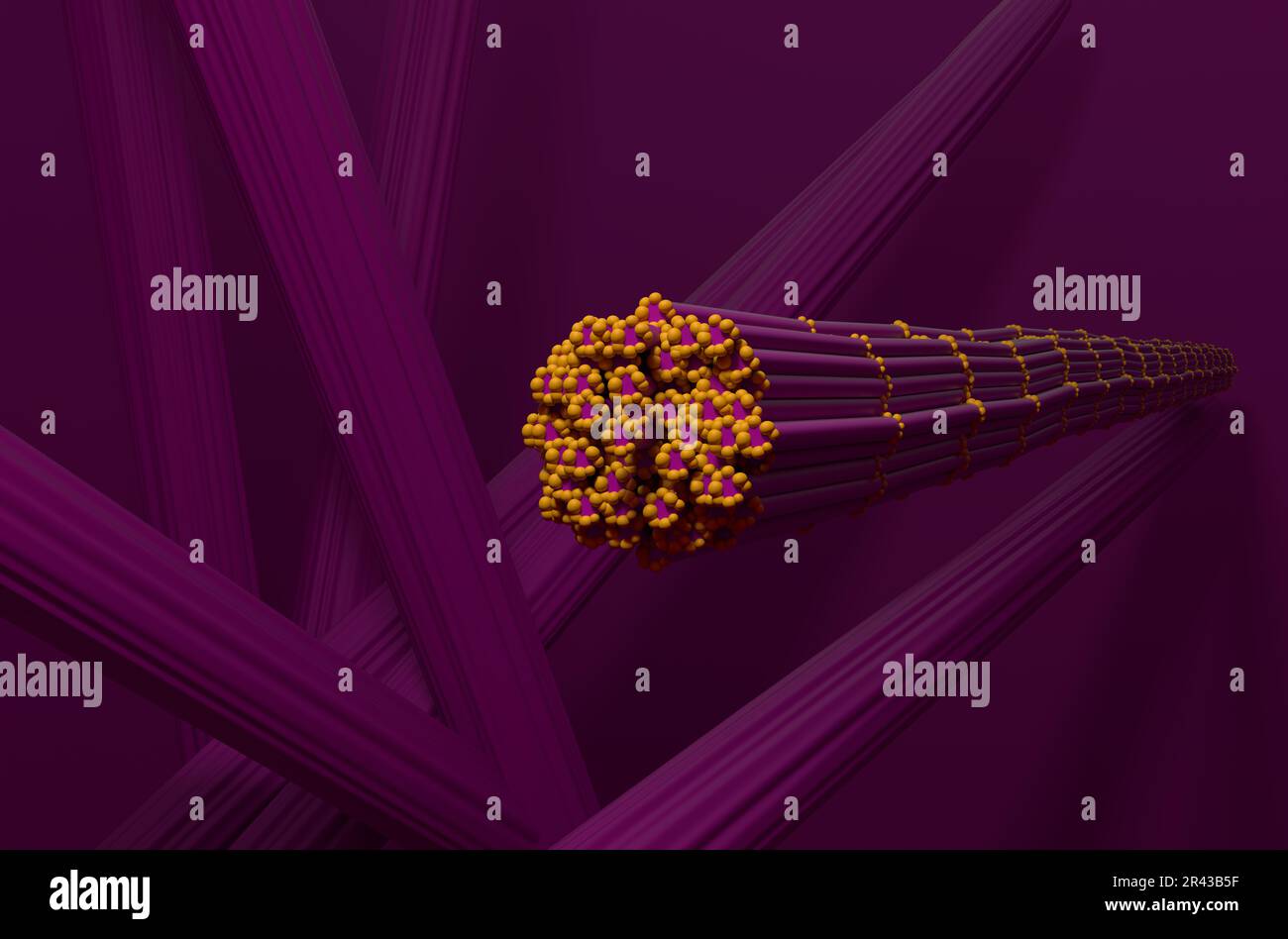 Tessuto muscolare scheletrico nel corpo umano - 3D immagine vista frontale Foto Stock