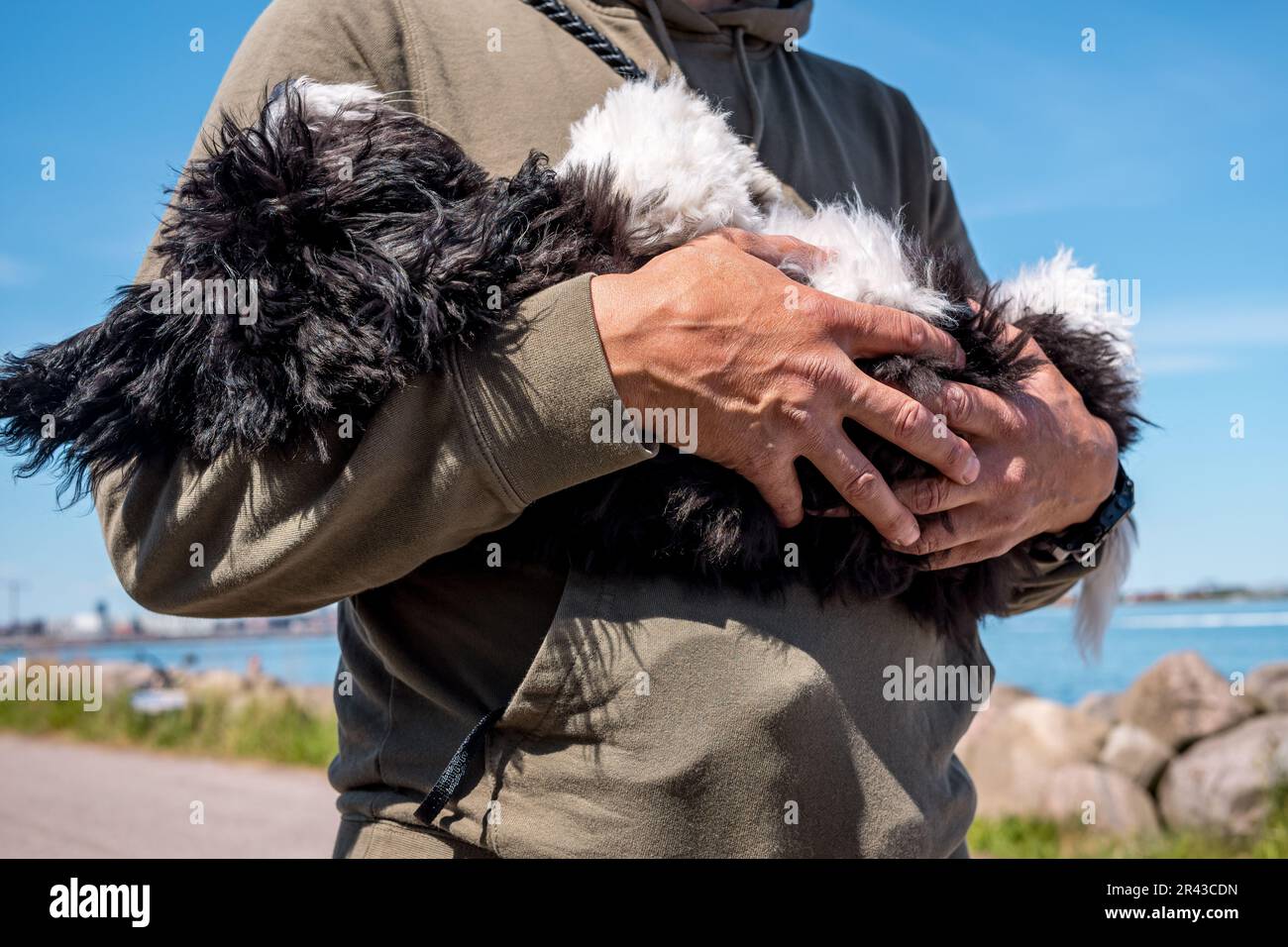 Camminare il cane. Maschio che porta un cucciolo stanco. Foto Stock