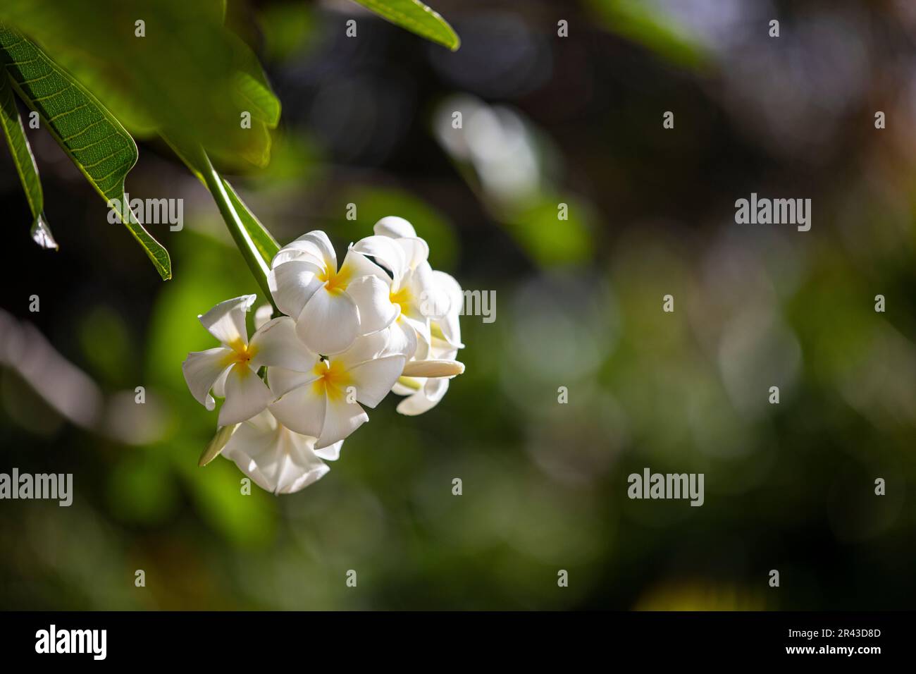 Fiore di Frangipani, Mahe, Seychelles Foto Stock