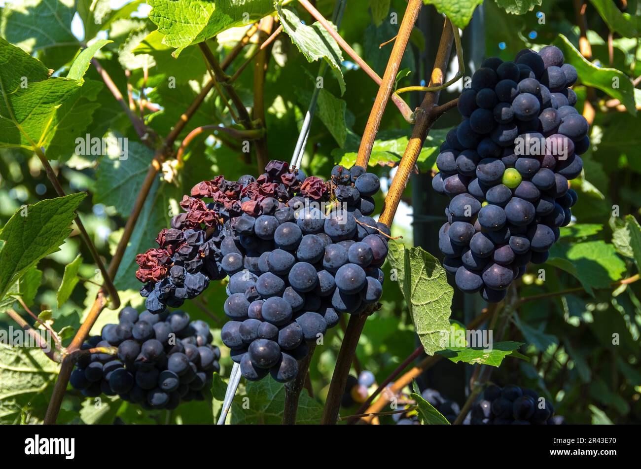 Uva su una vite in un vigneto nella regione di Heilbronn, Sulzfeld, Baden-Wurttemberg, Germania. Foto Stock