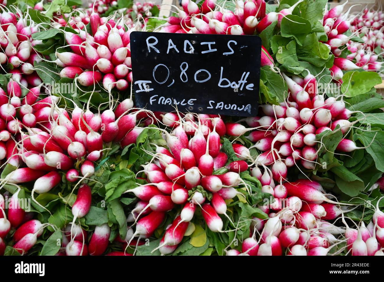 Rafano appena raccolto in una bancarella del mercato a Saumur, Valle della Loira, Francia Foto Stock