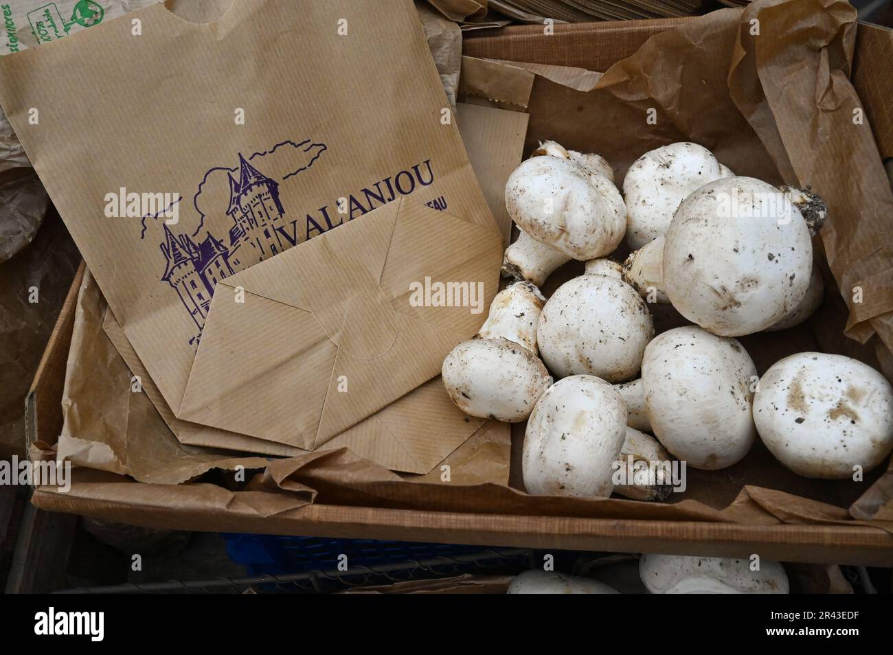 La valle della Loira intorno a Saumur ist noto per i suoi funghi chiamati Champignons de Paris anche se sono cresciuti in grotte naturali riva al fiume della L Foto Stock