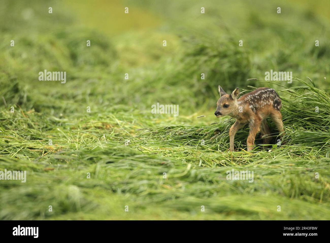 Capriolo europeo (Capreolus capreolus) da sotto il manto erboso, Allgaeu, Baviera, Germania esce un cucciolo di pochi giorni Foto Stock
