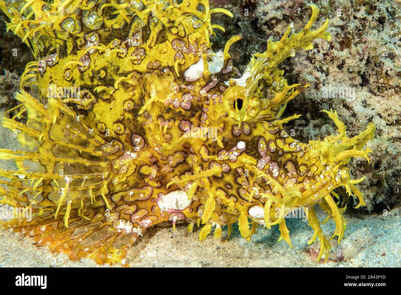 Primo piano laterale della testa di scorfano giallo ben mimetizzato (Rhinopias frontosa) con mimetizzazione di appendici del corpo come frange in Foto Stock