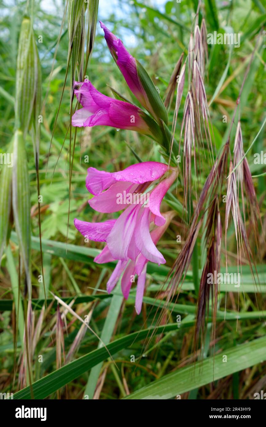 Il Gladiolus di mais (Gladiolus italicus) cresce selvaggio in toscana Foto Stock