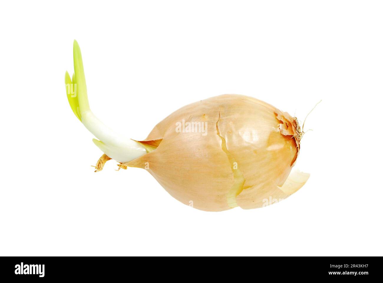 Isolati vegetali di cipolla con i cavoli freschi Foto Stock