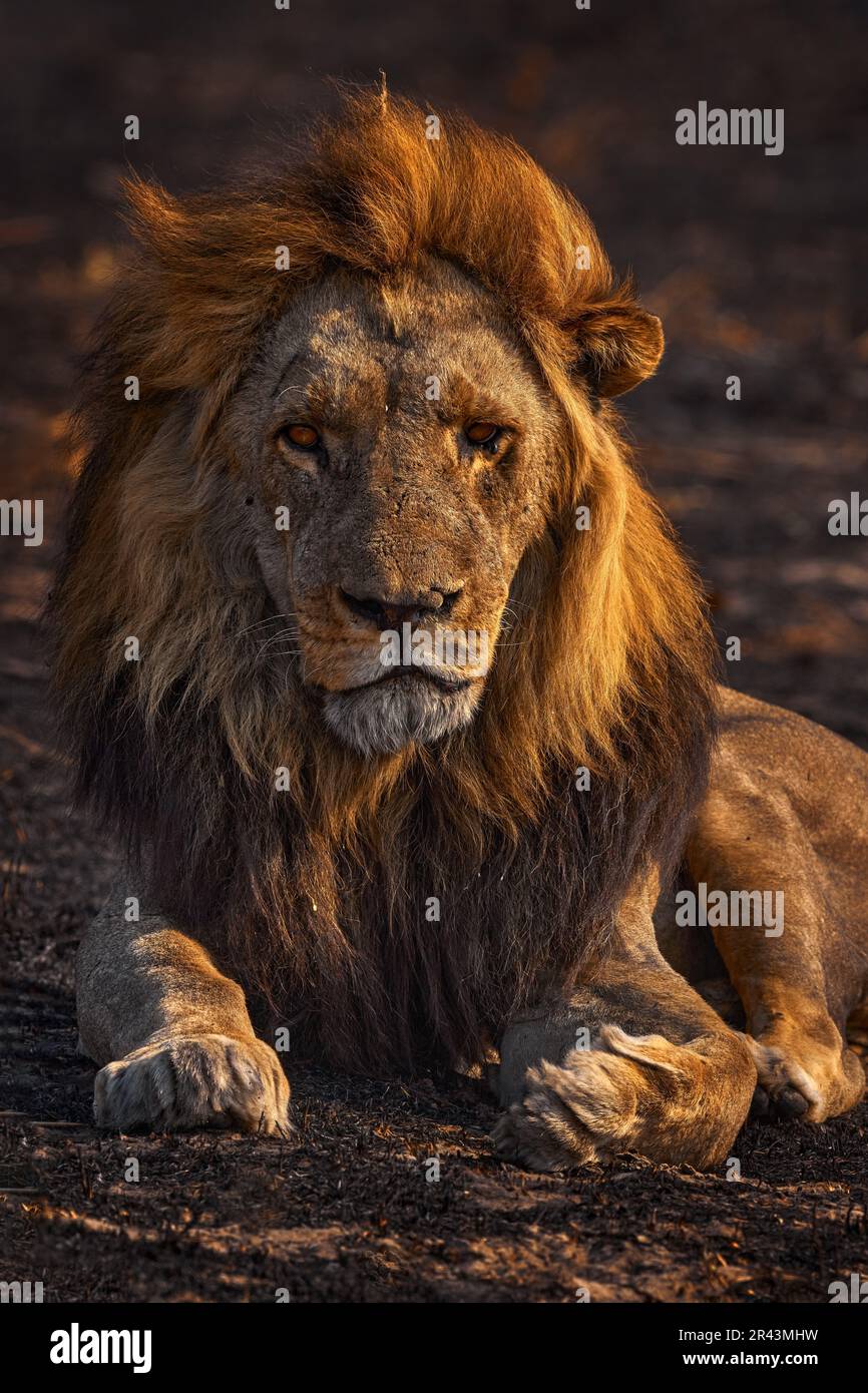 Leone africano, maschio. Fauna selvatica del Botswana. Leone, fuoco bruciato savana distrutta. Animale in fuoco luogo bruciato, leone giacente nella cenere nera e ceneri, Savut Foto Stock