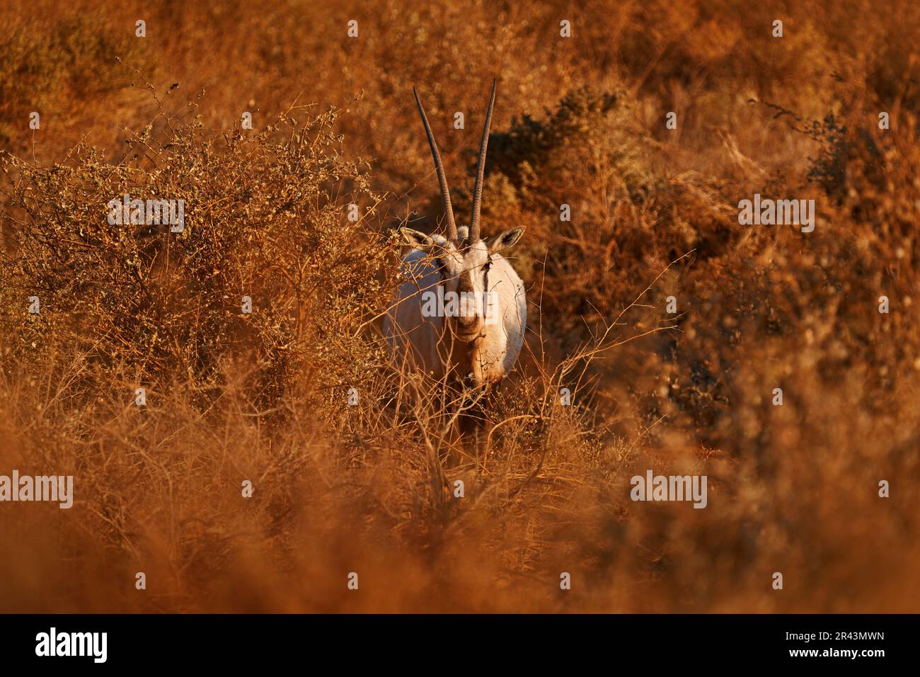 Arabia natura. Fauna selvatica Giordania, orice araba o orice bianca, orice leucorice orice, antilope con una distinta spalla dosso, luce serale nella natura. Animali in Foto Stock