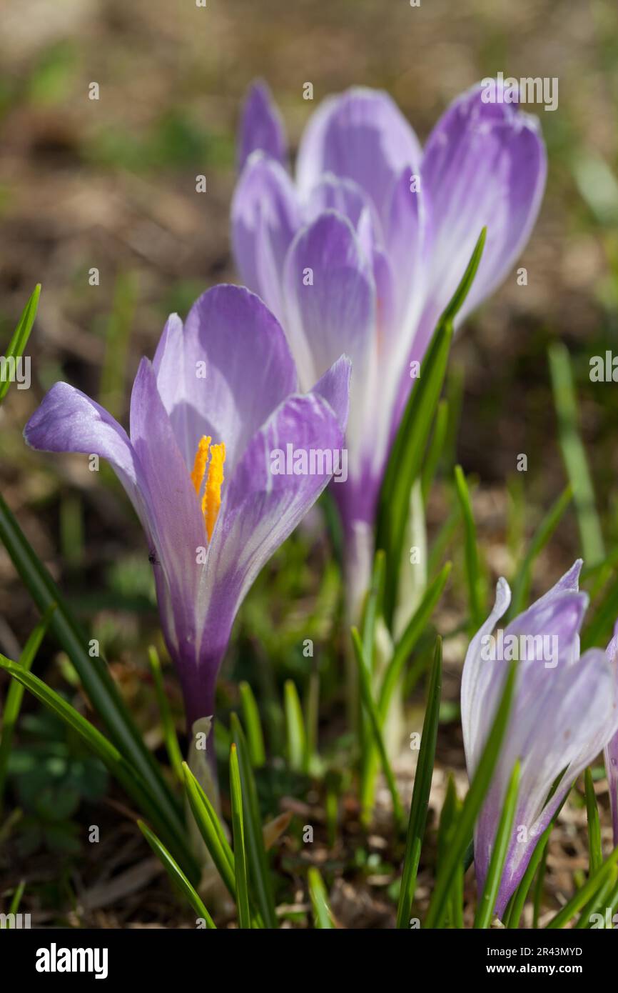 fiori del croco Foto Stock