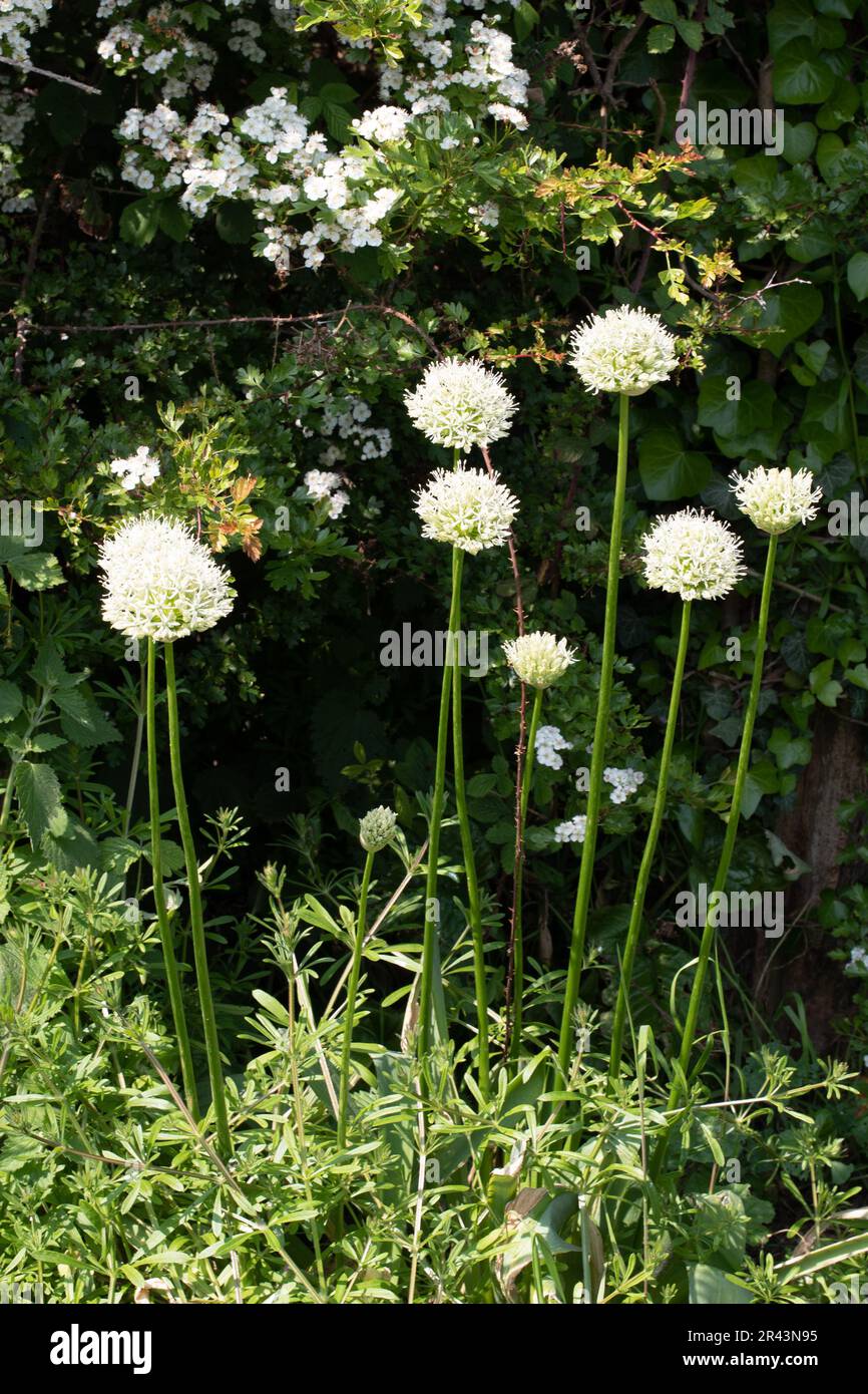 Allium. cipolle ornamentali a fiore bianco. Foto Stock