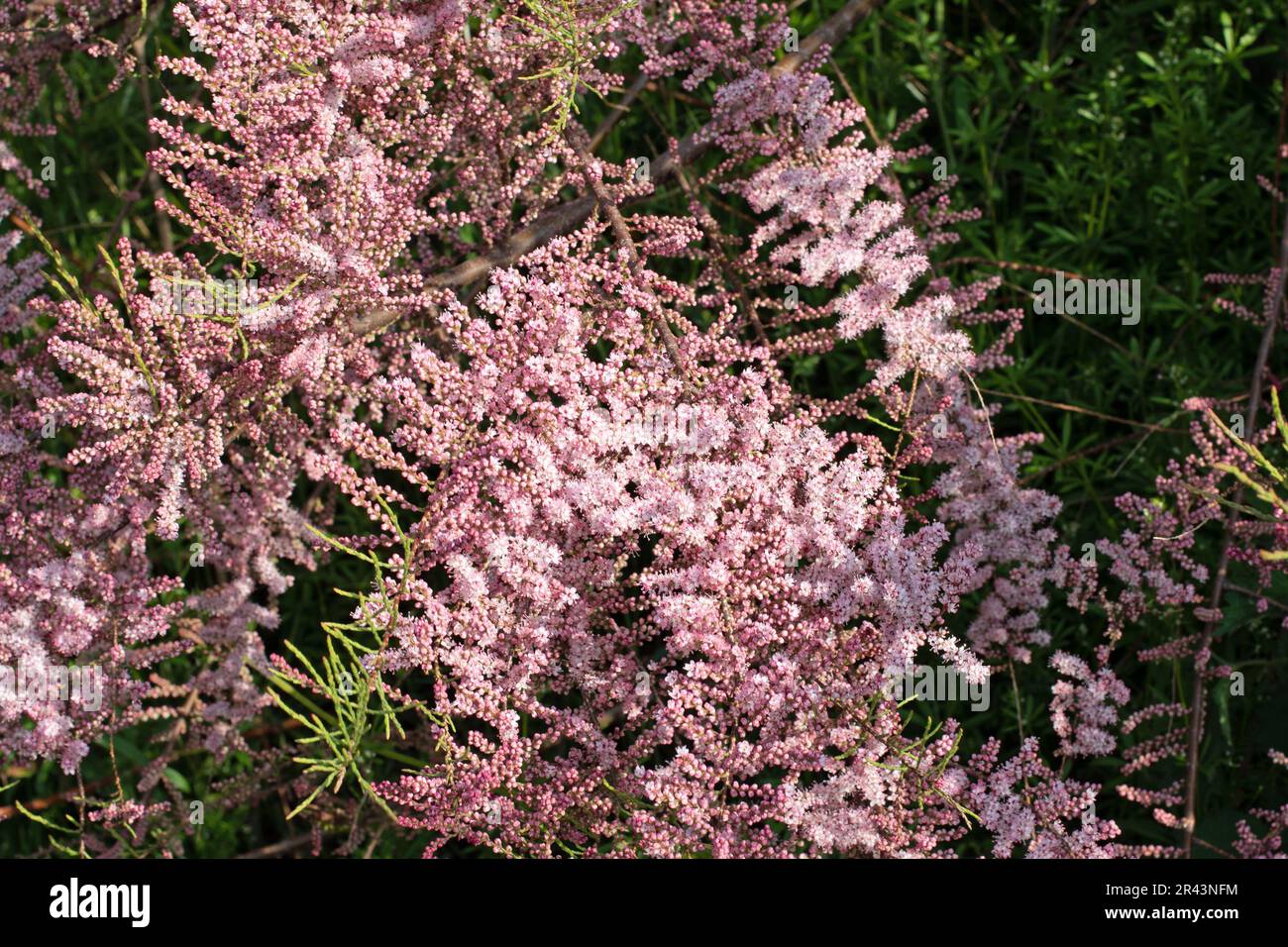 Tamarix parviflora tetranda, tamarisco. Foto Stock