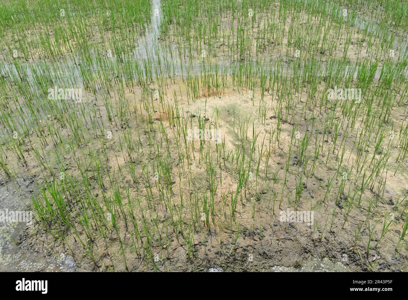 Vista delle piccole piante di riso che crescono su una risaia con terreno sabbioso contenente Foto Stock