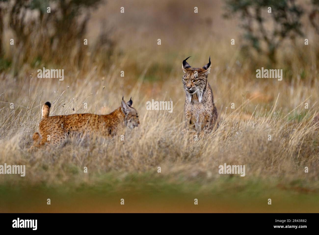 Spagna fauna selvatica. Lince iberica con cucciolo, gatto selvatico endemica Penisola iberica Spagna in Europa. Raro gatto a piedi nell'habitat naturale. Felino canino w Foto Stock