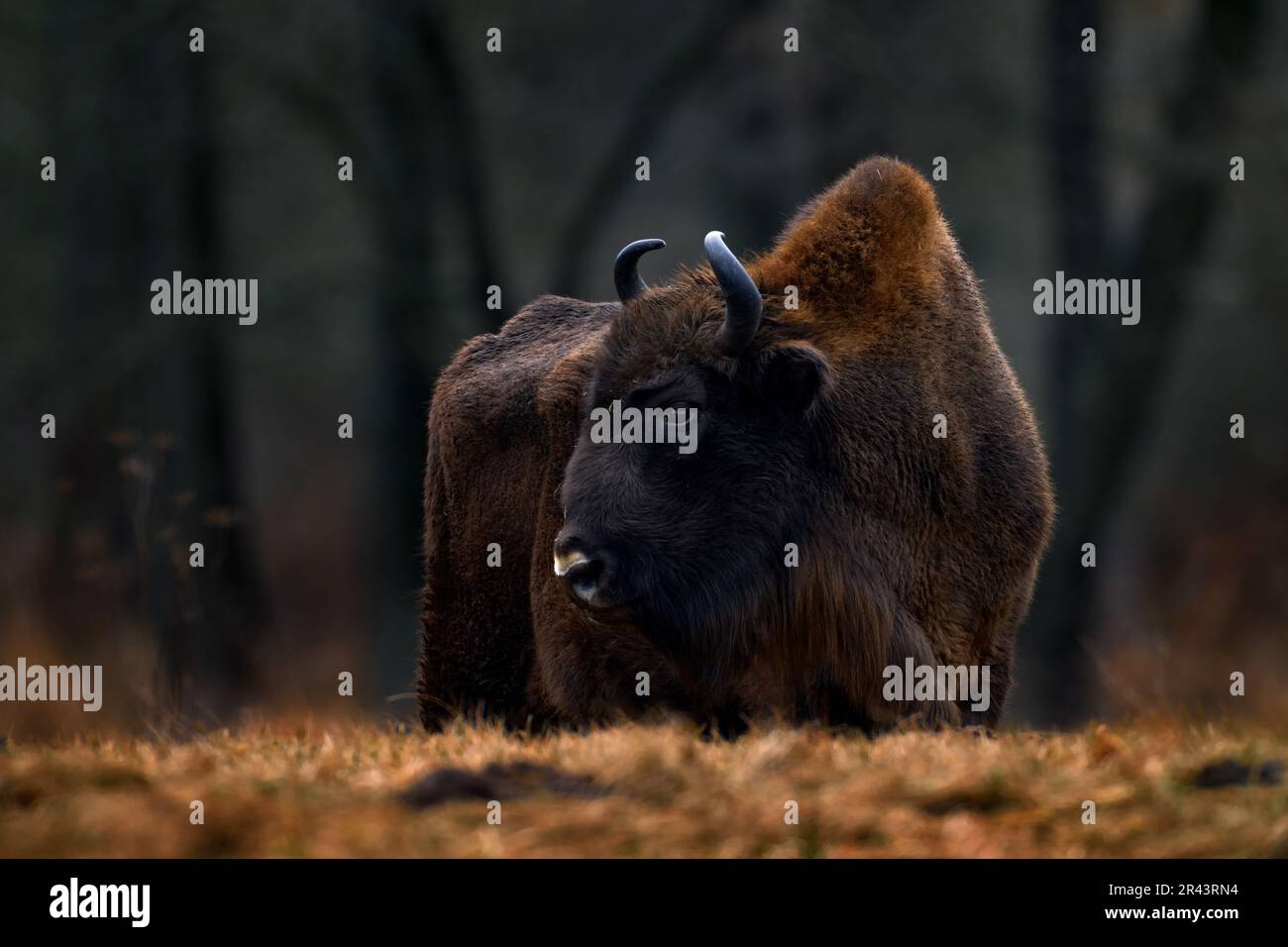 Bisonte nella foresta autunnale, scena soleggiata con grande animale marrone nell'habitat naturale, foglie gialle sugli alberi da pioggia, Bialowieza NP, Polonia. Fauna selvatica Foto Stock