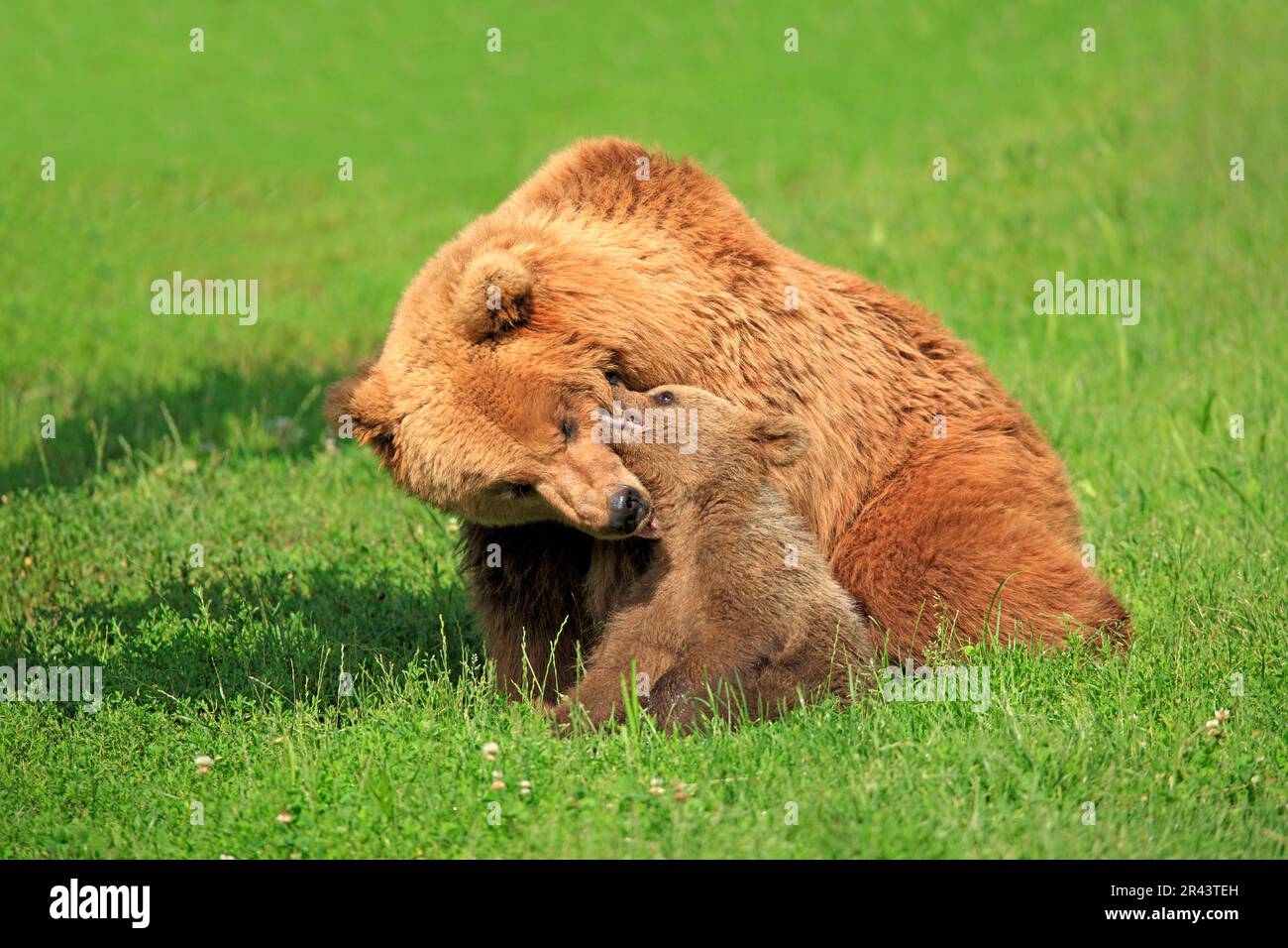 Orsi bruni europei (Ursus arctos), femmine e giovani Foto Stock