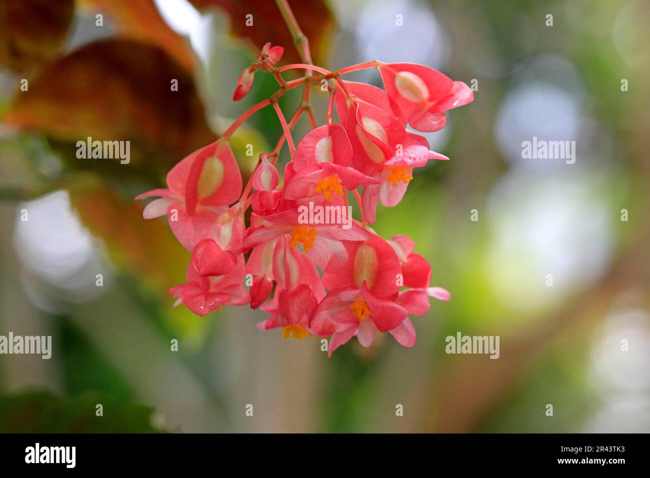 Soapberry indiano (Sapindus mukorossi), fiori, arite, doadni, doda, dodan Foto Stock