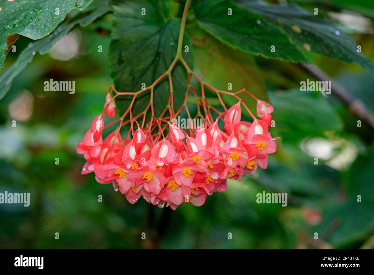 Soapberry indiano (Sapindus mukorossi), fiori, arite, doadni, doda, dodan Foto Stock