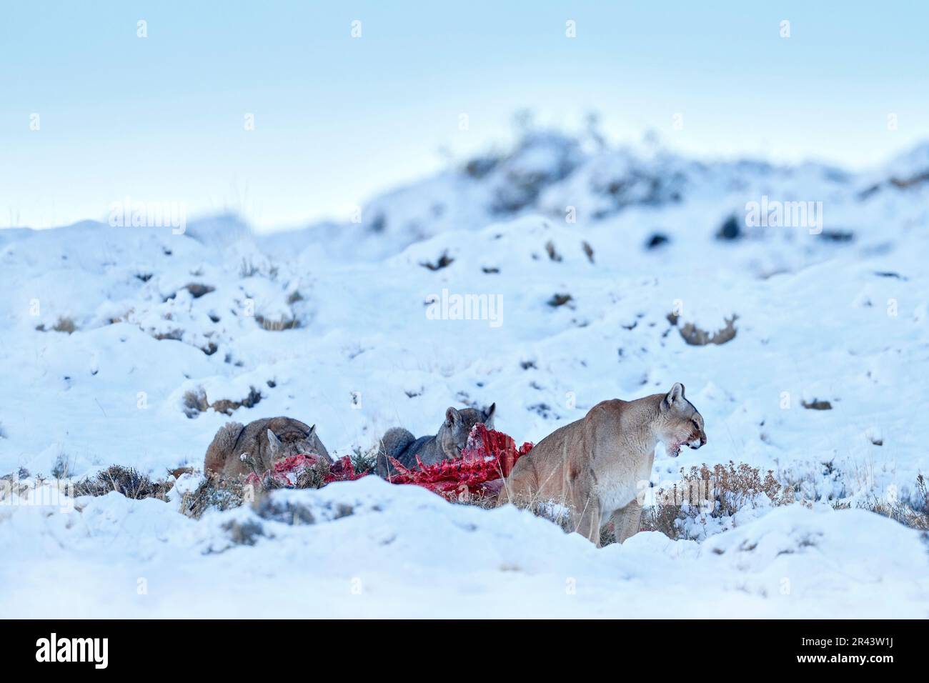 Puma mangiare guancao carcassa, scheletro in bocca muso con lingua. Rete faunistica a Torres del Paine NP in Cile. Inverno con neve. Foto Stock