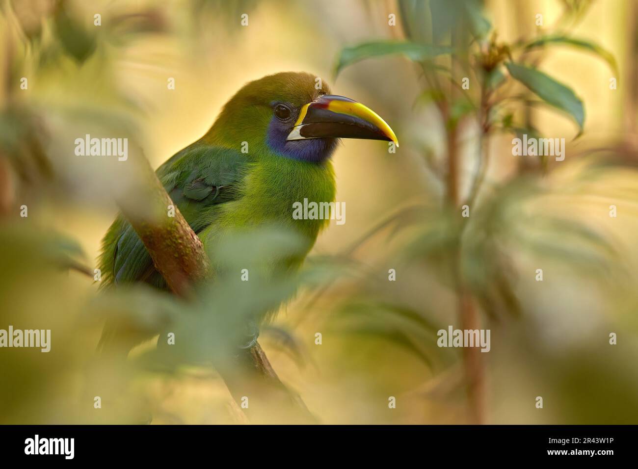 Fauna selvatica del Messico. Uccello esotico dalla foresta tropicale. Piccolo toucan Toucanet blu-gola, Aulacorhynchus prasinus, uccello verde nell'habitat naturale, Mex Foto Stock