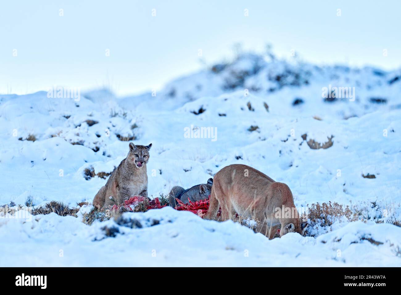 Puma mangiare guancao carcassa, scheletro in bocca muso con lingua. Rete faunistica a Torres del Paine NP in Cile. Inverno con neve. Foto Stock