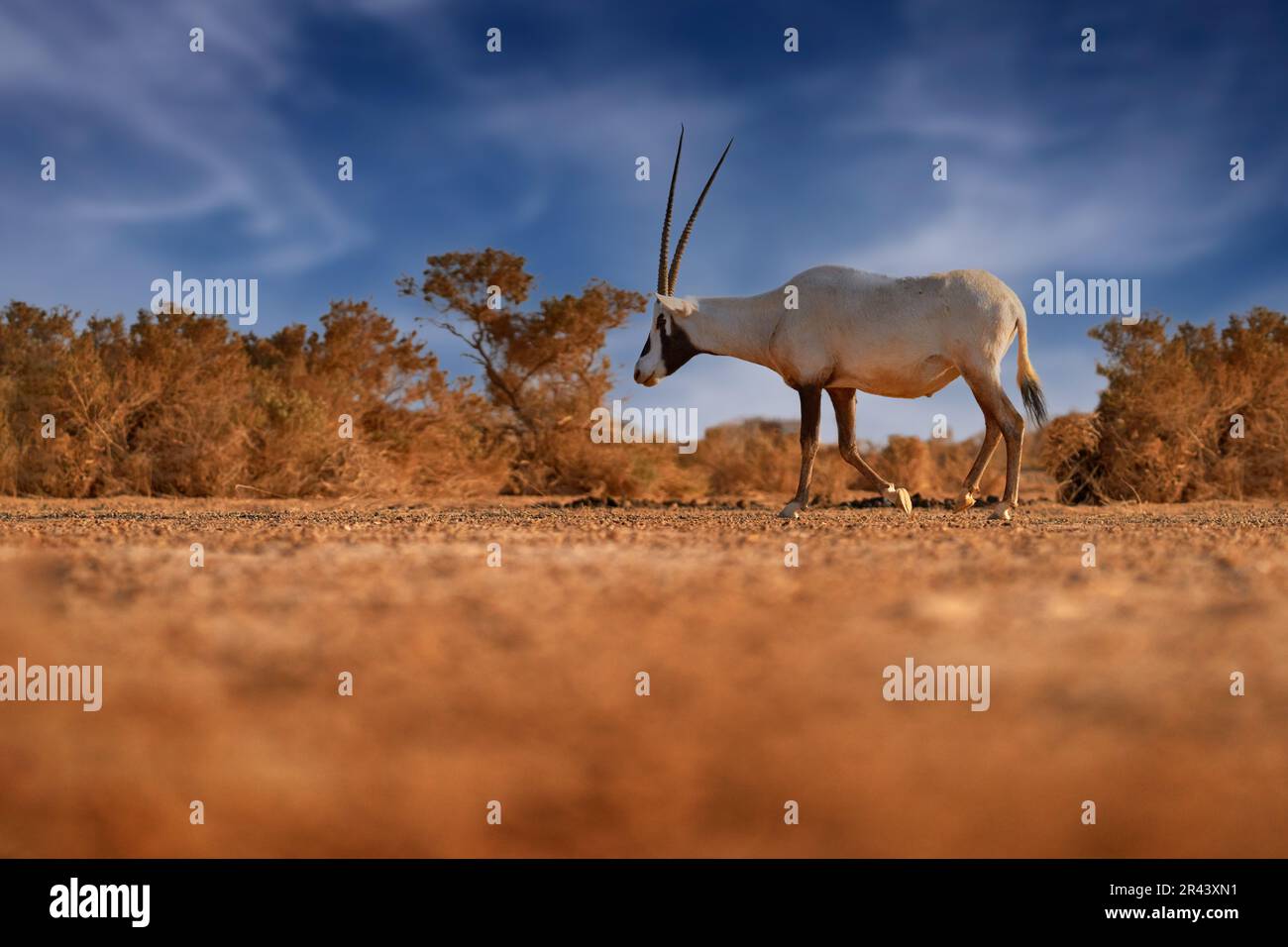 Natura Giordania, Arabia natura. Orice araba o orice bianca, leucorice orice orice, antilope con una distinta spalla, luce serale in natura. Animale in t Foto Stock