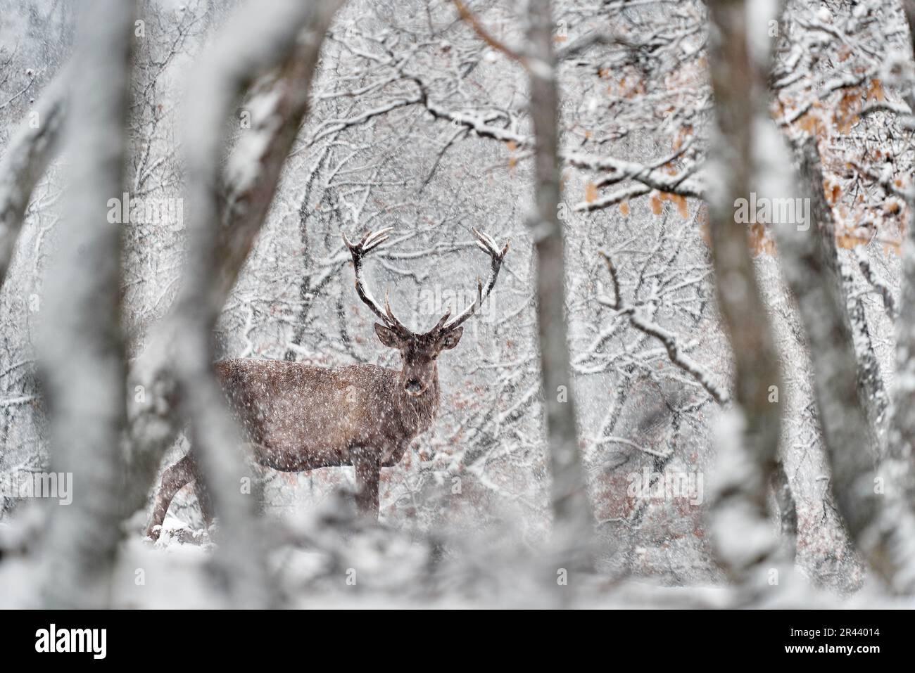 Natura invernale. Cervo rosso, Cervus elaphus, grande animale nell'habitat della foresta. Cervi nella montagna di querce, Studen Kladenec, Rhodopes orientale, Foto Stock