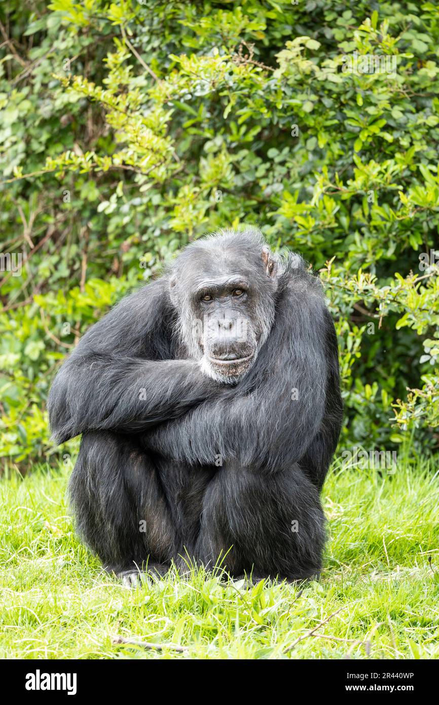 Mentre aspettava di essere nutrito, questo scimpanzé prigioniero si sedeva e aspettava pazientemente fino all'arrivo del cibo. Foto Stock