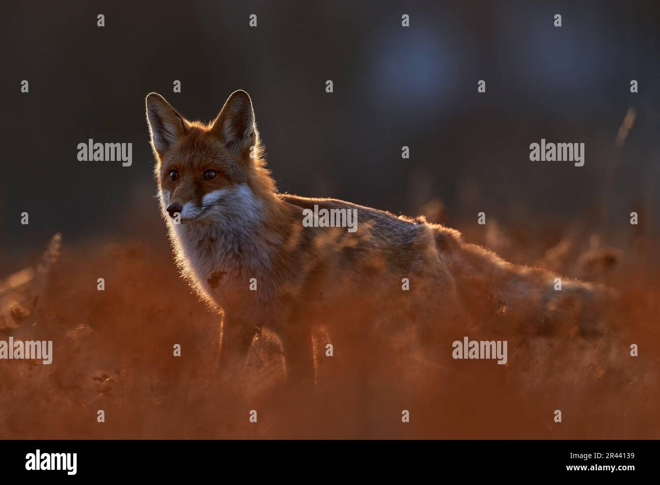 Fauna selvatica - la volpe corrono sul prato verde arancione autunno. Carino volpe rossa, Vulpes vulpes nella foresta autunnale. Bellissimo animale in habitat naturale. Fauna selvatica scena da Foto Stock