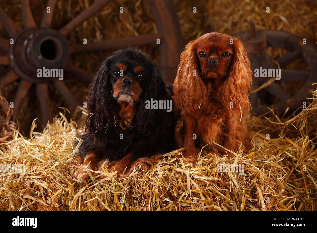 Cavalier King Charles Spaniel, rubino e nero-e-tan Foto Stock