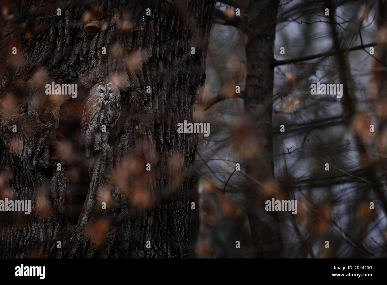 Tawny gufo, Strix aluco, nella foresta scura. Uccello nell'habitat dell'albero, Praga, Repubblica Ceca. Autunno fauna selvatica nella natura selvaggia. Gufo seduto sull'albero Foto Stock