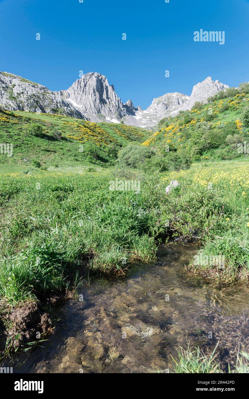 Paesaggio fiorito con montagne sullo sfondo Foto Stock