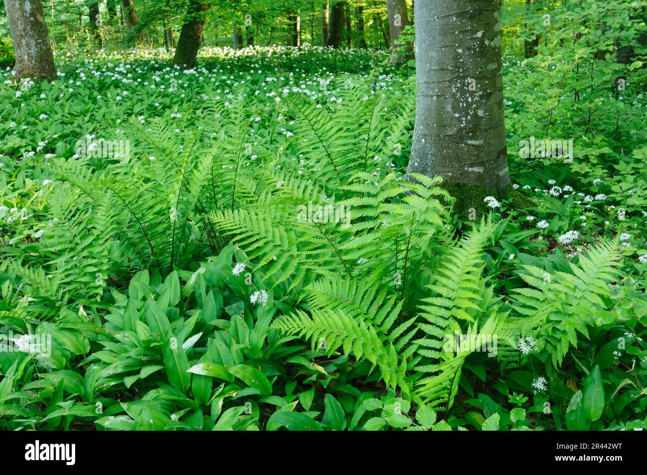 Ramson, Male Fern (Dryopteris filix-mas), Baden-Wurttemberg Germania (Allium ursinum) Foto Stock