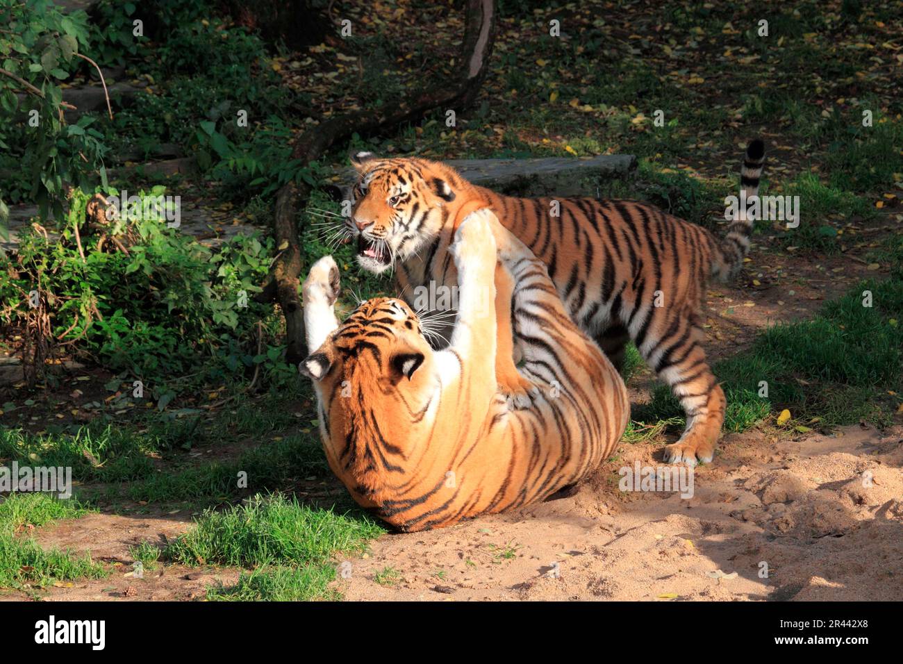 Tigri siberiane (Panthera tigris altaica), tigre di Amur Foto Stock